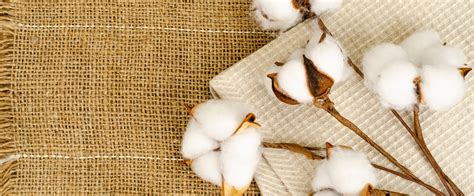  Sea Island Cotton: Unveiling the Luxurious Secrets of an Elite Fiber!